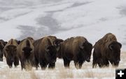 Jackson Bison Herd. Photo by Mark Gocke, WGFD.