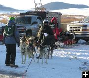 Getting Ready for the Race. Photo by Dawn Ballou, Pinedale Online.