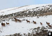 Elk on winter range. Photo by Clint Gilchrist, Pinedale Online.