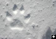 Snow paw print. Photo by Clint Gilchrist, Pinedale Online.
