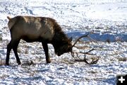 Dropped antler. Photo by Pam McCulloch, Pinedale Online.