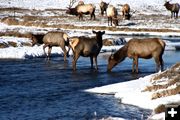 Elk in Flat Creek. Photo by Pam McCulloch, Pinedale Online.