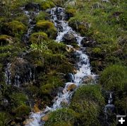Mossy Rivulet. Photo by Dave Bell.