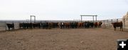 Heiferd Herd. Photo by Joy Ufford.