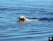 Dogs at Fremont Lake. Photo by Pinedale Online.