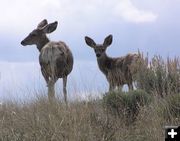 Mule Deer Movement. Photo by Pinedale Online.