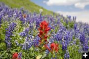 Lupine and Indian Paintbrush. Photo by Dave Bell.