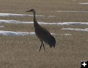Sandhill Cranes are back. Photo by Dave Bell.
