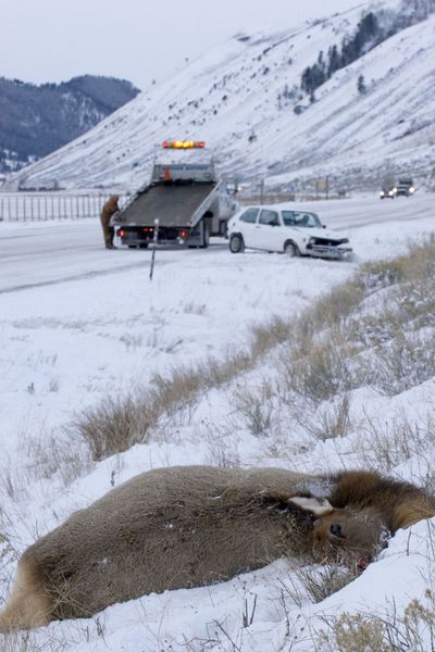 Dead elk-Damaged Car. Photo by Mark Gocke, Wyoming Game & Fish.