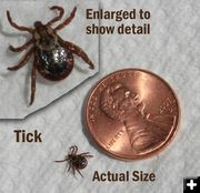 Ticks are out. Photo by Dawn Ballou, Pinedale Online.
