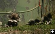 Skunk Family. Photo by Dawn Ballou, Pinedale Online.