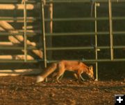 Oh, there's a fox!. Photo by Dawn Ballou, Pinedale Online.