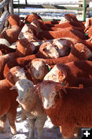 Red Sheep. Photo by Cat Urbigkit, Pinedale Online.