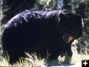 Bear. Photo by National Park Service.