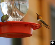 Rufous Hummingbird. Photo by Barbara Ellwood.