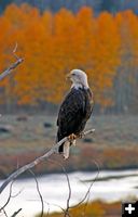 Bald Eagle. Photo by Megan Rawlins, Pinedale Roundup.