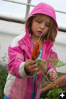 How does your garden grow?. Photo by Kaitlyn McAvoy, Pinedale Roundup.