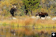 Two Moose and a Mallard. Photo by Fred Pflughoft.