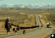 Cowboy and cowdogs. Photo by Dawn Ballou, Pinedale Online.