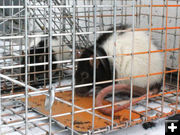 Rats. Photo by Dawn Ballou, Pinedale Online.