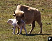 White bison calf. Photo by Dave Bell.