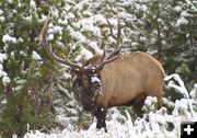 Snowy Bull Elk. Photo by Dave Bell.