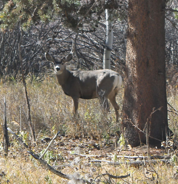 Wildlife often seen. Photo by Dawn Ballou, Pinedale Online.
