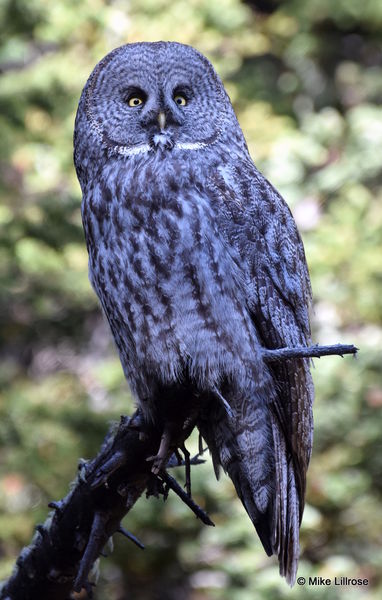 Great Gray Owl. Photo by Mike Lillrose.