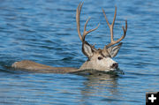Deer in the water. Photo by Arnold Brokling.