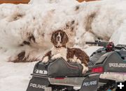 New breed of sled dog. Photo by Dianna Brokling.