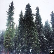 Snowing. Photo by White Pine Resort.