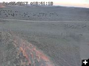 Drift cattle. Photo by Trappers Point Wildlife Overpass webcam.