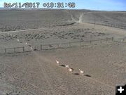 Pronghorn moving south. Photo by Trappers Point Wildlife Overpass webcam.