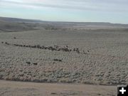 Cowboys moving cattle. Photo by Trappers Point Wildlife Overpass Webcam.