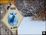 Moose Crossing. Photo by Terry Allen.