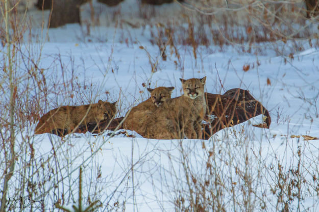 Mountain Lion Kits. Photo by Dave Bell.