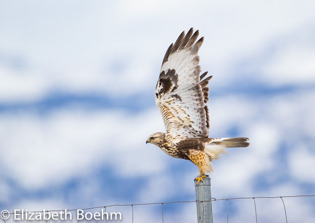 Rough-legged Hawk. Photo by Betty Boehm.