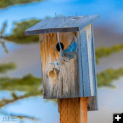 Bluebird nesting. Photo by Dave Bell.