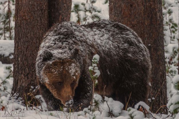 Grizzly. Photo by Dave Bell.