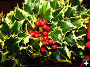 Holly detail. Photo by Dawn Ballou, Pinedale Online.