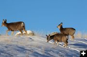 Wyoming mule deer. Photo by Wyoming Game & Fish.