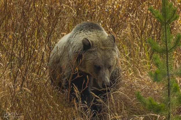 Grizzly. Photo by Dave Bell.
