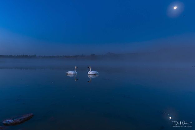Swans. Photo by Dave Bell.