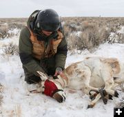 Collaring pronghorn. Photo by Wyoming Game & Fish.