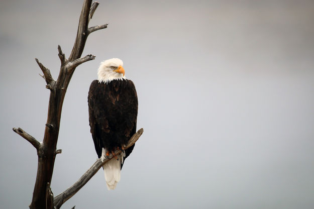 Bald Eagle Survey. Photo by Pinedale Online.