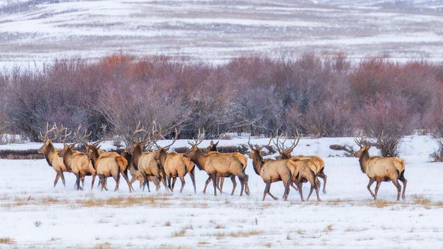 Elk January 11 2026. Photo by Dave Bell.