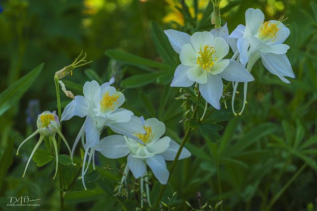 Beautiful Columbine. Photo by Dave Bell.