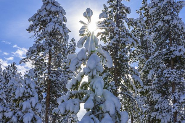 Sun Burst. Photo by Dave Bell.