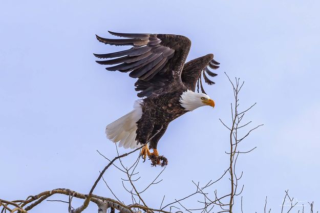 Freedom Bird. Photo by Dave Bell.