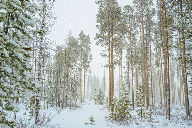 Snowy Forest . Photo by Dave Bell.